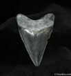 Bone Valley Megalodon Tooth #532-2
